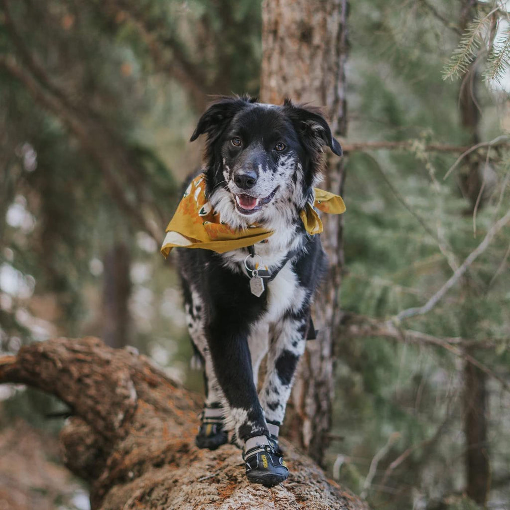 Dog Shoes for Hot Pavement, Dog Snow Boots & Paw Protectors for Winter Make title more professional and balanced