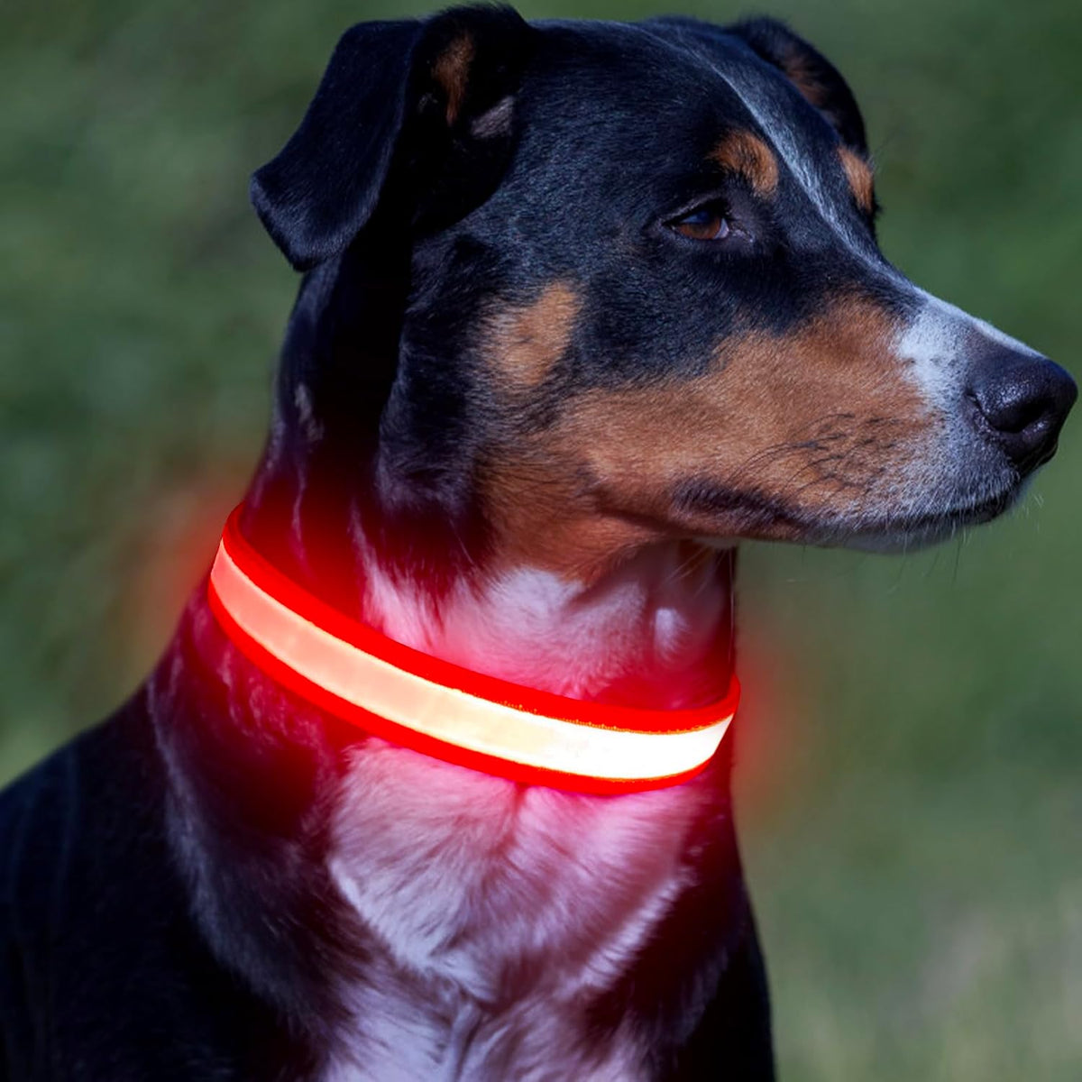 LED Dog Collar, Light up Dog Collar Adjustable USB Rechargeable Super Bright Safety Light Glowing Collars for Dogs(Medium,Red) Make title more professional and balanced